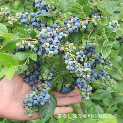 苗圃销售仁源农业薄雾蓝莓树苗易栽培批发价品种齐全图4
