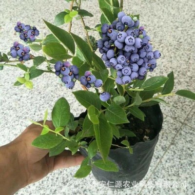 苗圃销售仁源农业薄雾蓝莓树苗易栽培批发价品种齐全图2