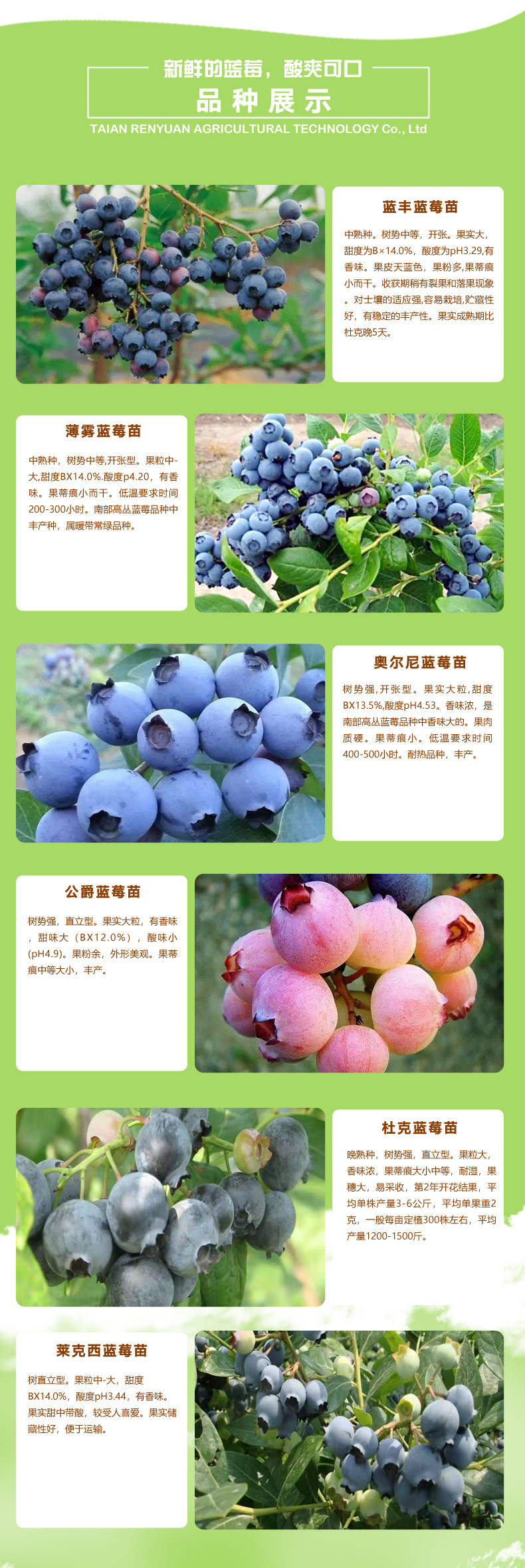 蓝莓苗_04.jpg