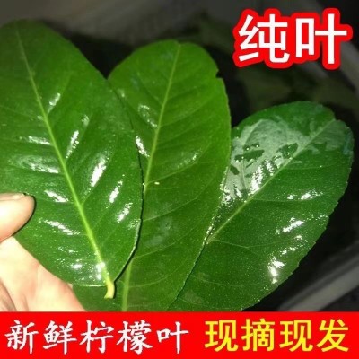 香水柠檬叶冬阴功泰式料理 东南亚餐厅食用新鲜散装绿叶商用无籽图3