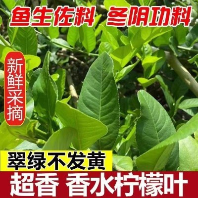 香水柠檬叶冬阴功泰式料理 东南亚餐厅食用新鲜散装绿叶商用无籽图2