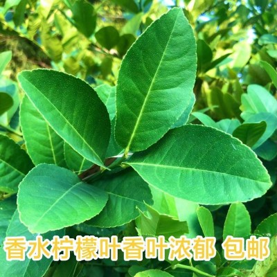 香水柠檬叶冬阴功泰式料理 东南亚餐厅食用新鲜散装绿叶商用无籽图4