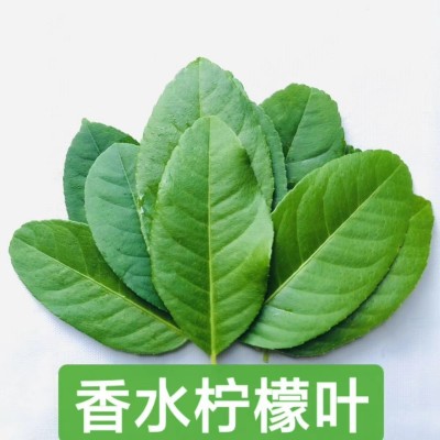 香水柠檬叶冬阴功泰式料理 东南亚餐厅食用新鲜散装绿叶商用无籽图5