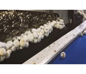 现代农业之——食用菌(蘑菇)的栽培技术