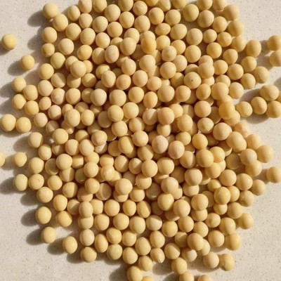 至盈黄金豆东北大豆非转基因黄豆精选豆芽黄豆厂家批发商用图3