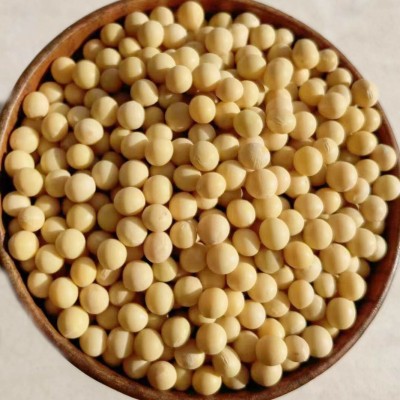 至盈黄金豆东北大豆非转基因黄豆精选豆芽黄豆厂家批发商用图2