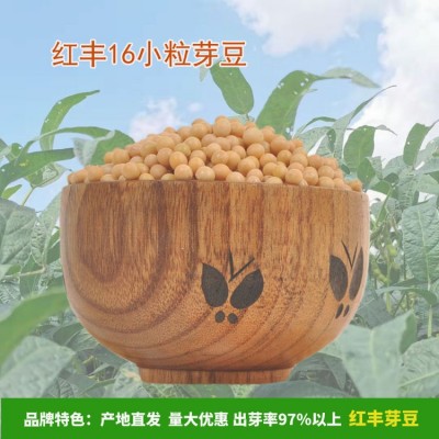 至盈黄金豆东北大豆非转基因黄豆精选豆芽黄豆厂家批发商用