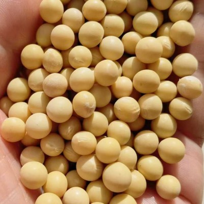 至盈黄金豆东北大豆非转基因黄豆精选豆芽黄豆厂家批发商用图4