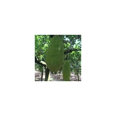 海南新鲜水果菠萝蜜海南当季水果现摘菠萝蜜大果特大菠萝蜜批发图3