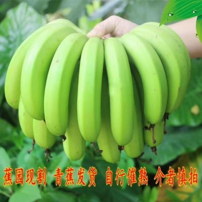 天宝香蕉新鲜水果当季整箱香焦大蕉福建漳州土楼特产青蕉一件代发图3