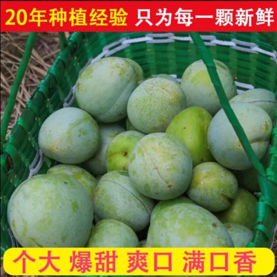 脆甜多汁桂林油奈李子新鲜水果孕妇桃形李青脆脱骨青奈李赖李耐李图4