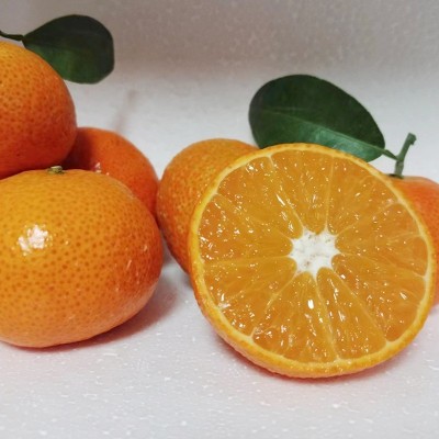 广西沃柑皮薄纯甜多汁无核沃柑砂糖橘高接沃柑茂谷柑新鲜柑橘甜柑图3