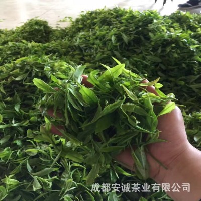 安诚厂家直销 云南毛冬青嫩芽 青山绿水小叶苦丁茶景区苦甘青批发图2