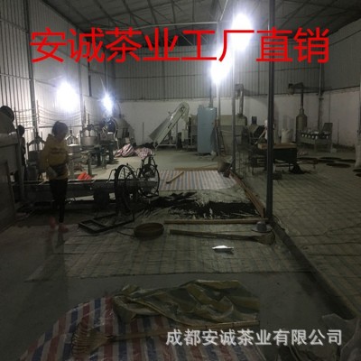 安诚厂家直销 云南毛冬青嫩芽 青山绿水小叶苦丁茶景区苦甘青批发图3