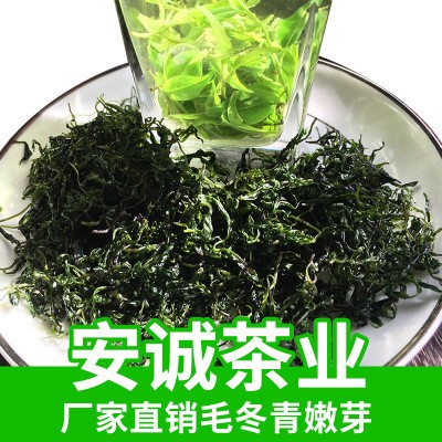 厂家直销毛冬青嫩芽批发云南毛冬青茶包装青山绿水小叶苦丁茶散装
