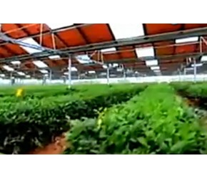 改变生活的光伏农业，这才是现代农业