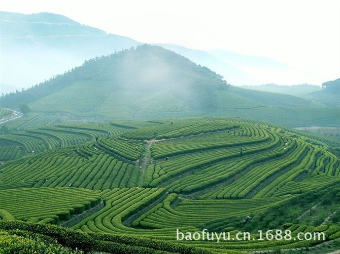 雾雨茶园