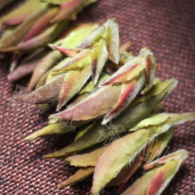 批发云南普洱茶紫芽苞 早春大雪山新茶明前春茶花蜜香茶叶图3