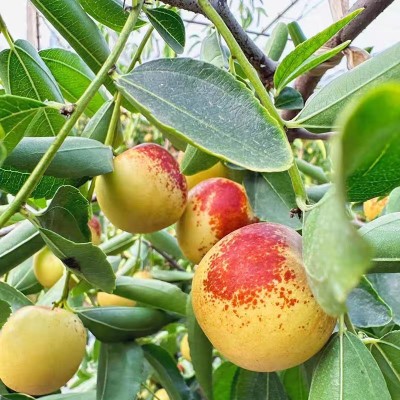 陕西大荔冬枣新鲜水果顺丰包邮当季大枣脆甜青枣整箱5斤枣子3斤图3