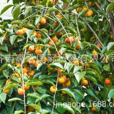 应季新鲜水果 脆柿子 出口 现摘新鲜脆柿子 欢迎大量选购图4