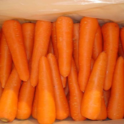 供应新鲜蔬菜 出口保鲜胡萝卜 carrot 胡萝卜 批发胡萝卜图5