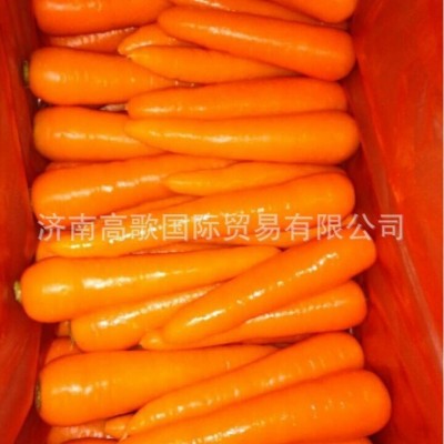 供应新鲜蔬菜 出口保鲜胡萝卜 carrot 胡萝卜 批发胡萝卜图3