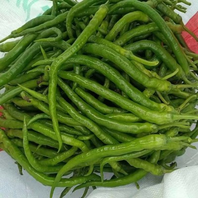 现摘新鲜青辣椒 蔬菜二荆条海椒 可做剁椒酱泡椒 现货出售图2