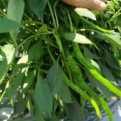 现摘新鲜青辣椒 蔬菜二荆条海椒 可做剁椒酱泡椒 现货出售图3