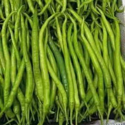 现摘新鲜青辣椒 蔬菜二荆条海椒 可做剁椒酱泡椒 现货出售