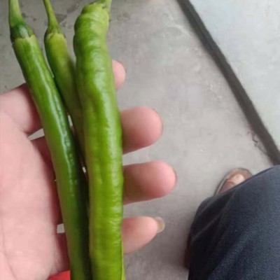 现摘新鲜青辣椒 蔬菜二荆条海椒 可做剁椒酱泡椒 现货出售图4