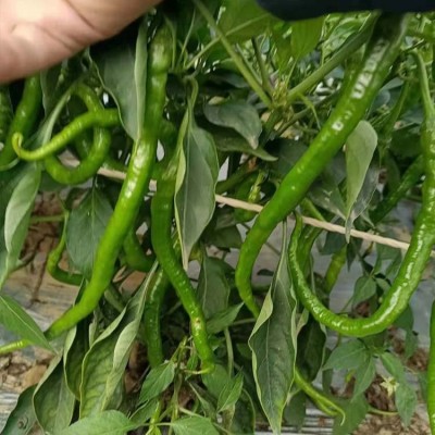 现摘新鲜青辣椒 蔬菜二荆条海椒 可做剁椒酱泡椒 现货出售图5