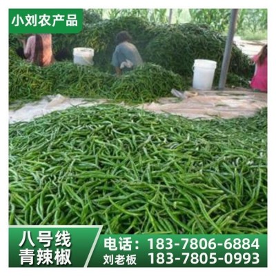 现摘新鲜薄皮辣椒 应季时令蔬菜农家自种 小刘农产品图2