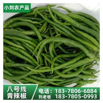 现摘新鲜薄皮辣椒 应季时令蔬菜农家自种 小刘农产品图3