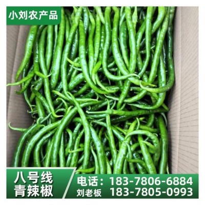 现摘新鲜薄皮辣椒 应季时令蔬菜农家自种 小刘农产品