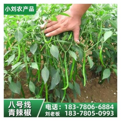 现摘新鲜薄皮辣椒 应季时令蔬菜农家自种 小刘农产品图5