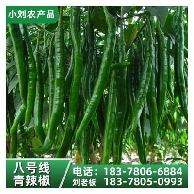 现摘新鲜薄皮辣椒 应季时令蔬菜农家自种 小刘农产品图4