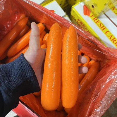 常年大量供应中国新产季新鲜胡萝卜山东厦门内蒙