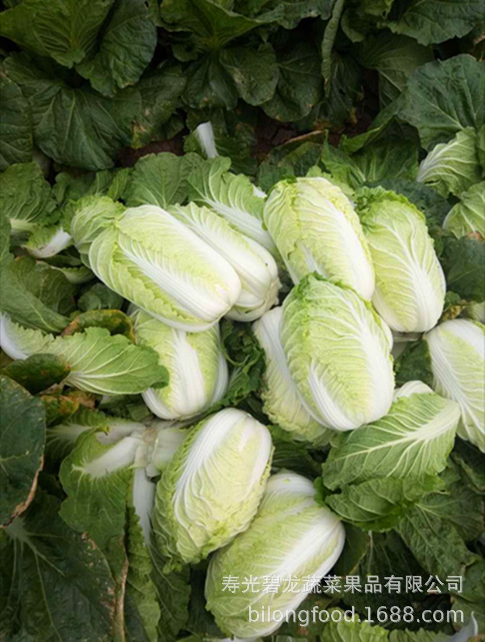 chinese cabbage