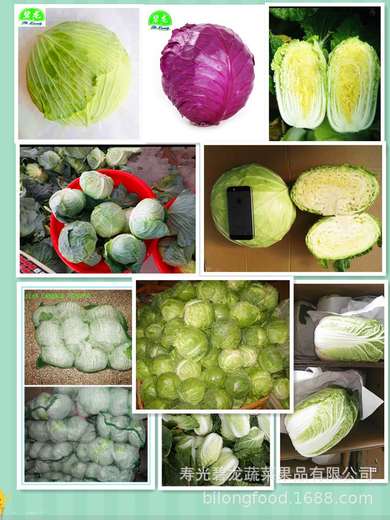 各类包菜