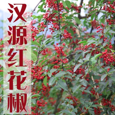 四川汉源大红袍花椒干花椒 红花椒粒花椒粉食用农家青麻椒图2
