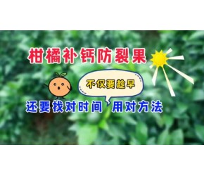 柑橘补钙防裂果不仅要趁早，找对时间用对方法，补钙才能事半功倍