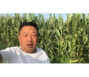 玉米地里发现一大片野菜，这种野菜“清热解暑”，特适合高温天气吃