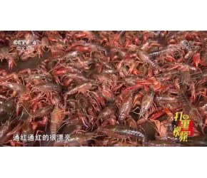 发展小龙虾养殖带动农民脱贫致富，品质好常常供不应求