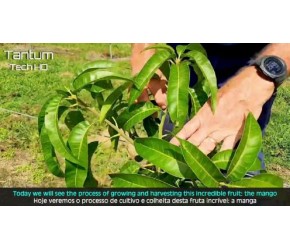 不可思议的芒果种植、收获和加工过程-现代农业技术