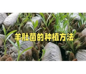 羊肚菌的种植方法，这个视频讲的明明白白！