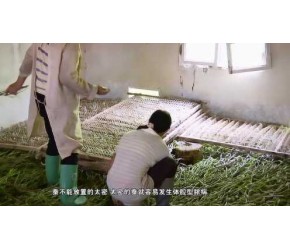 秋季秋蚕养殖和桑园管理技术