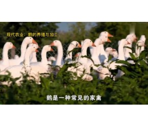 大鹅怎么养殖？现代农业：鹅的养殖与加工
