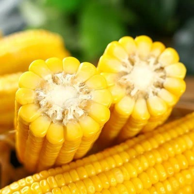 粘玉米整箱东北黄糯8支新鲜新货真空包装即食黄玉米甜糯玉米棒图3