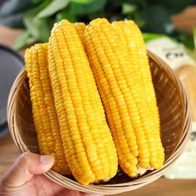 粘玉米整箱东北黄糯8支新鲜新货真空包装即食黄玉米甜糯玉米棒图2