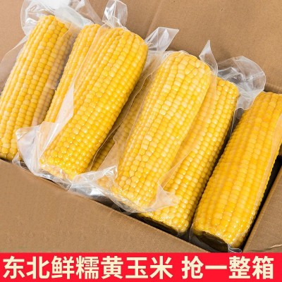 粘玉米整箱东北黄糯8支新鲜新货真空包装即食黄玉米甜糯玉米棒图4